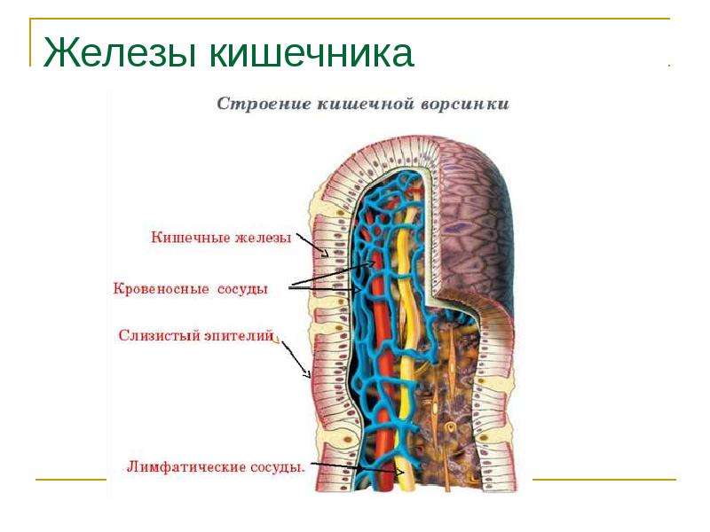 Железы кишечника