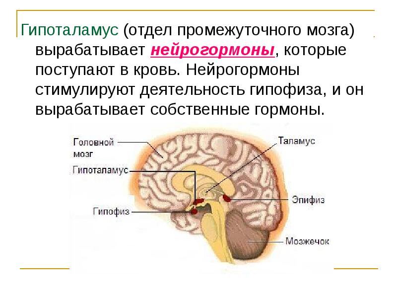 Гипоталамус (отдел промежуточного мозга) вырабатывает нейрогормоны, которые поступают в кровь. Нейро