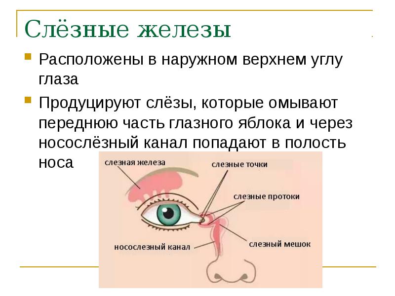 Слёзные железы Расположены в наружном верхнем углу глаза Продуцируют слёзы, которые омывают переднюю