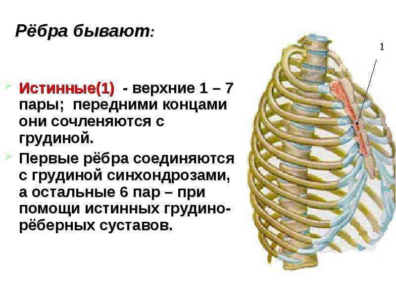 Реберная дуга фото