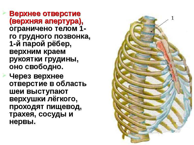 Болит сверху ребер