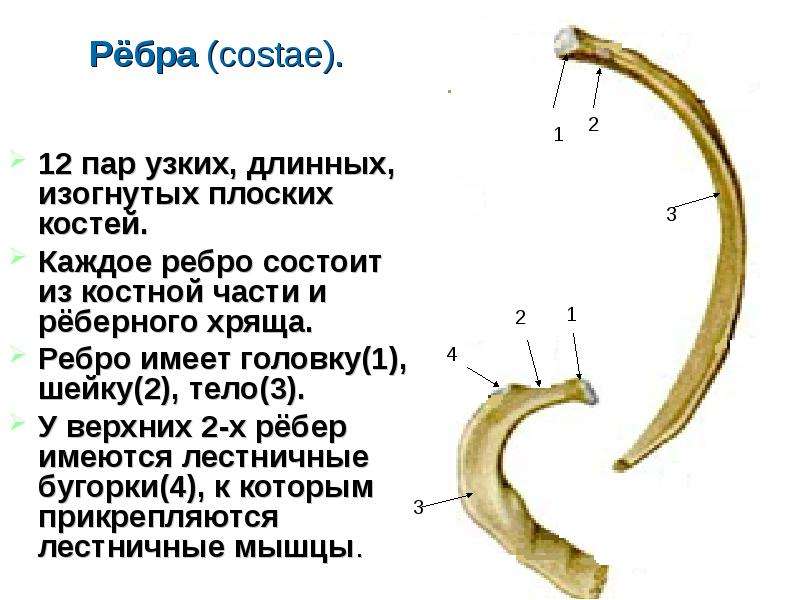 Строение ребер человека фото с описанием костей