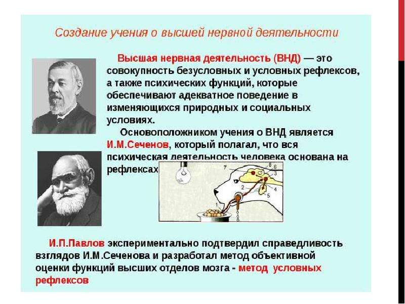 Презентация по биологии 8 класс темперамент и характер