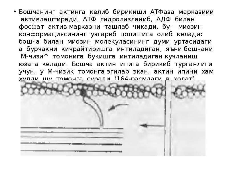 Синтез миозина. АТФАЗА миозина. Миозин биохимия. Какова роль АТФАЗЫ миозина.