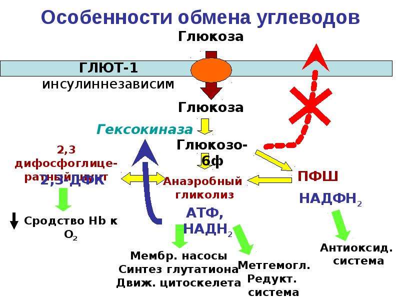 Биохимический обмен. Углеводный обмен схема биохимия. Схема метаболизма углеводов биохимия. Особенности обмена углеводов. Углеводный метаболизм биохимия.