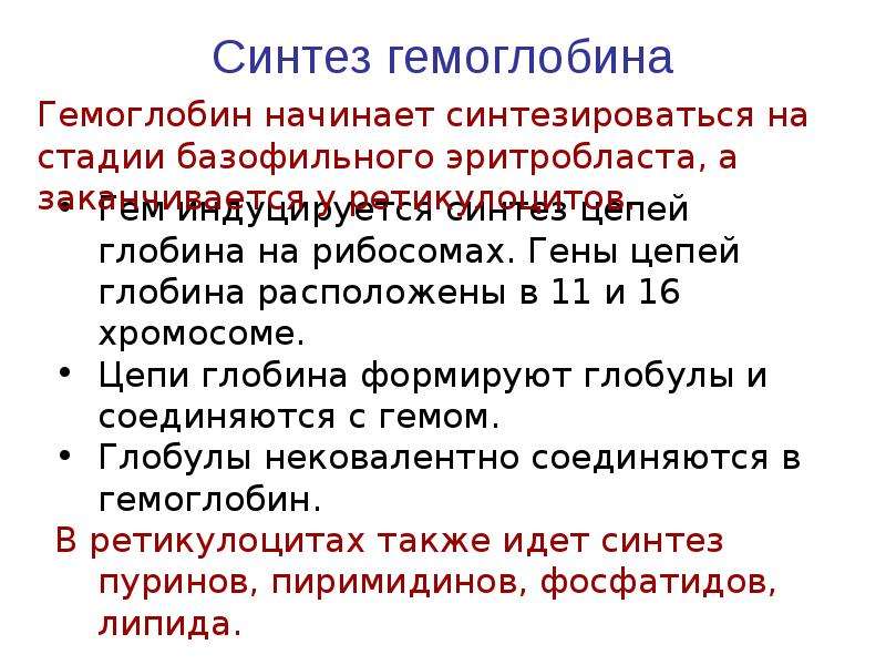 Схема синтеза гемоглобина