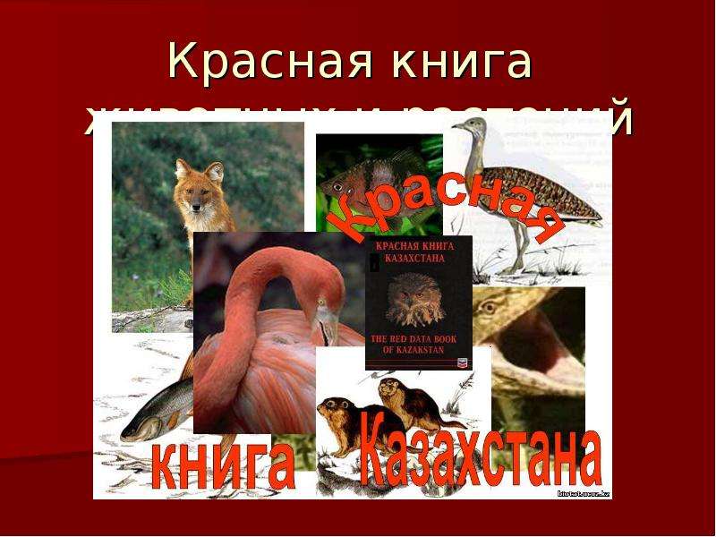 Презентация красная книга