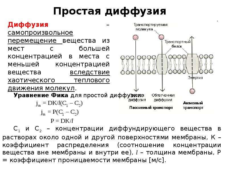 Диффузия мембраны. Проницаемость и транспорт веществ в биологических мембранах. Транспорт через биологические мембраны. Транспорт молекул через биологические мембраны.. Диффузия это процесс прохождения веществ через мембрану.