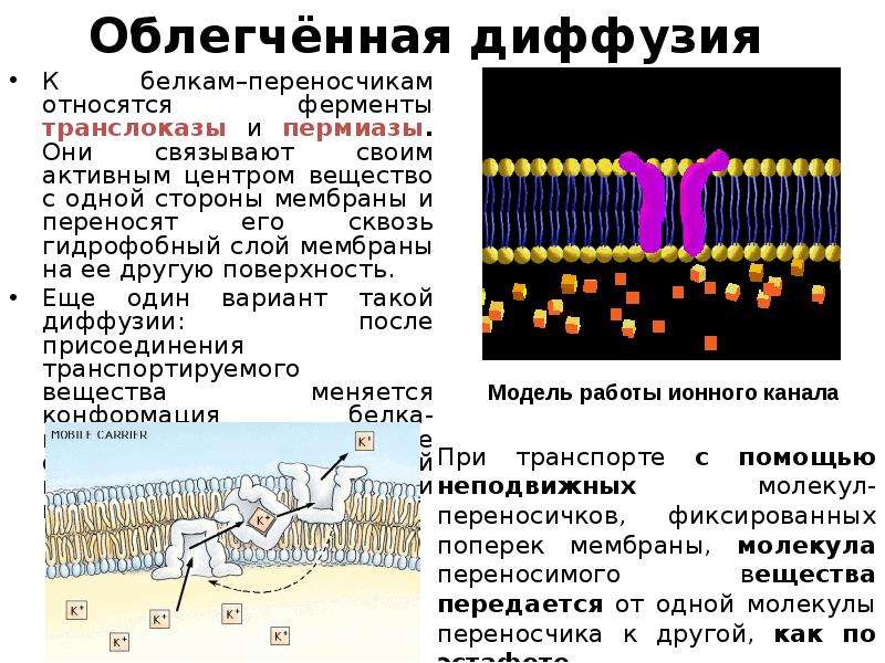 Основные функции биологических мембран