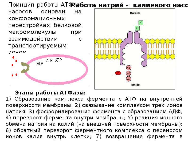 Транспорт веществ через биологические мембраны