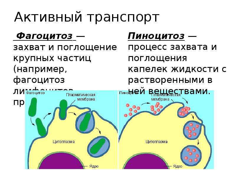 Пиноцитоз и фагоцитоз животной клетки. Фагоцитоз. Фагоцитоз поглощение. Фагоцитоз это процесс поглощения. Что осуществляет процесс фагоцитоза.