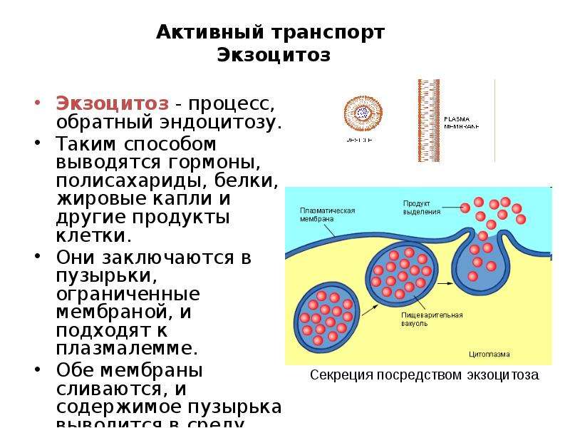 Участвует в транспорте веществ