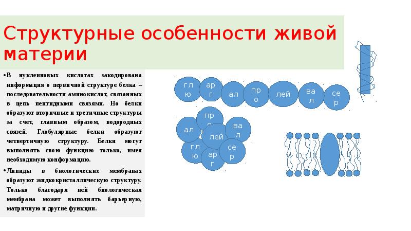 Методы определения первичной структуры белка