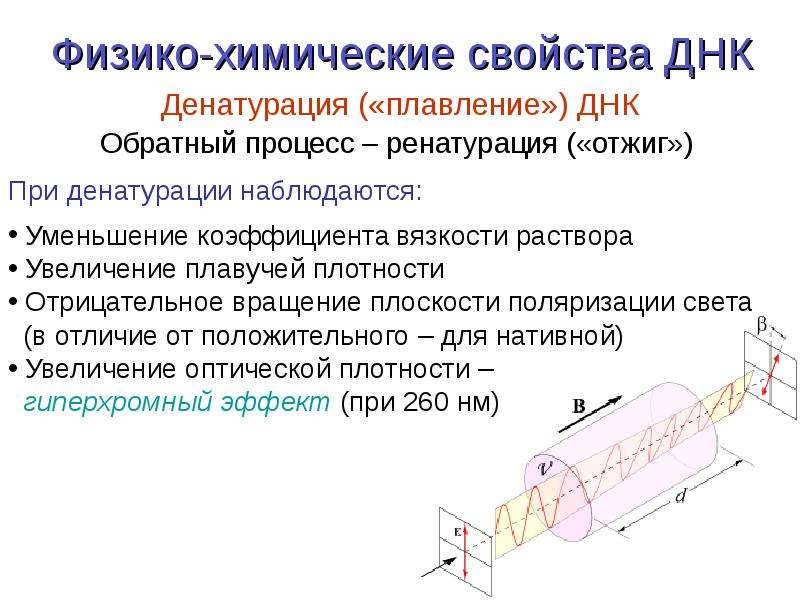 Качество днк. Физико-химические и биологические свойства ДНК.. Физико химические свойства ЛНК. Физико-химические свойства ДНК. Химические свойства ДНК.