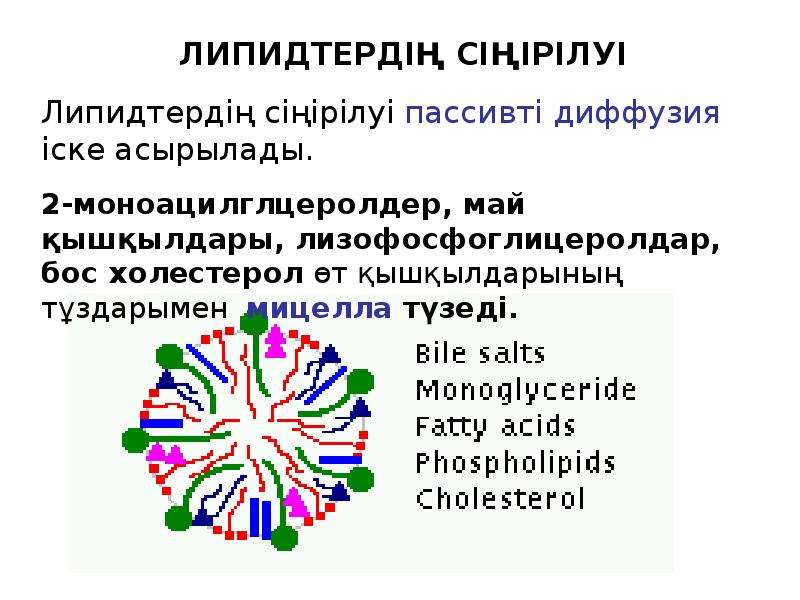 Липидтер алмасуы презентация