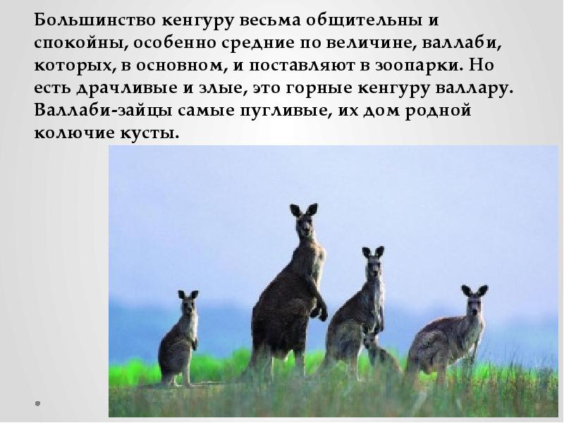 Большинство кенгуру весьма общительны и спокойны, особенно средние по величине, валлаби, которых, в