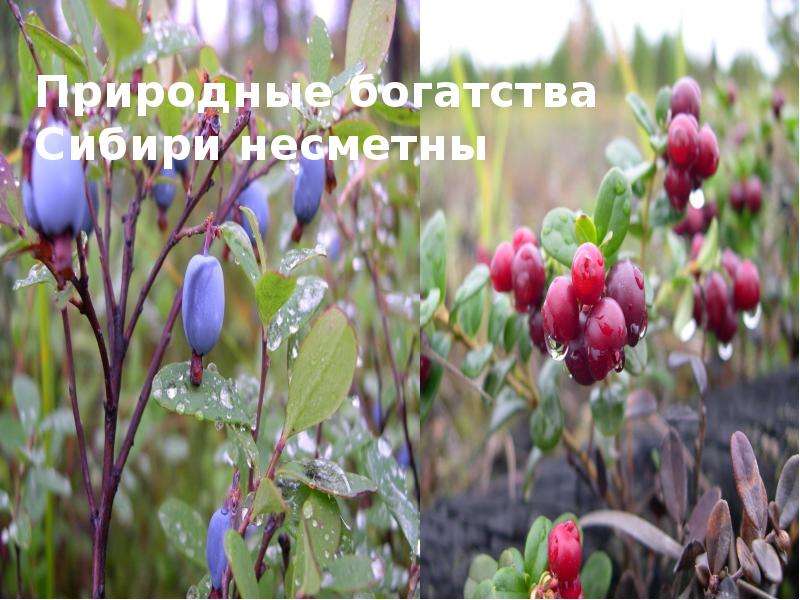 Природные богатства Сибири несметны