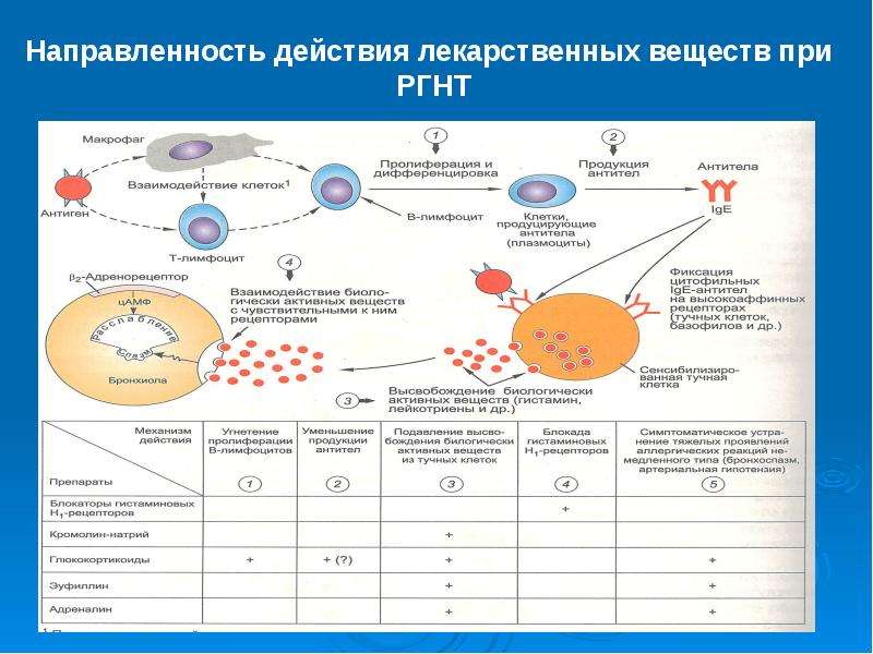 Средства влияющие на аппетит фармакология презентация