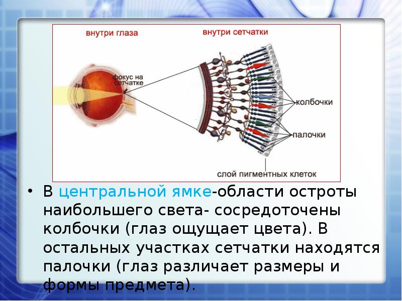 Сетчатка глаза фото где находится