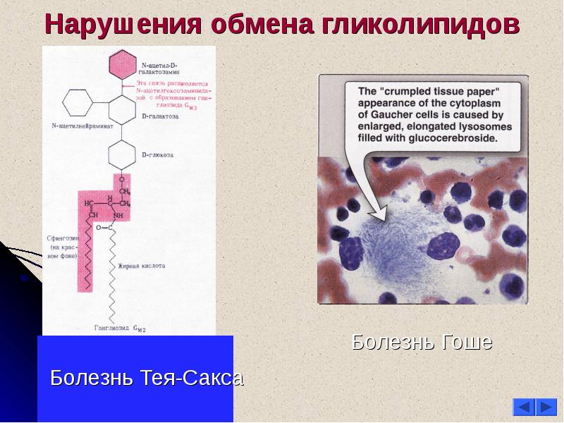 Холестерин жирные кислоты. Биосинтез липопротеинов. Биосинтез гликолипидов. Нарушение обмена липопротеинов. Регуляция холестерина.