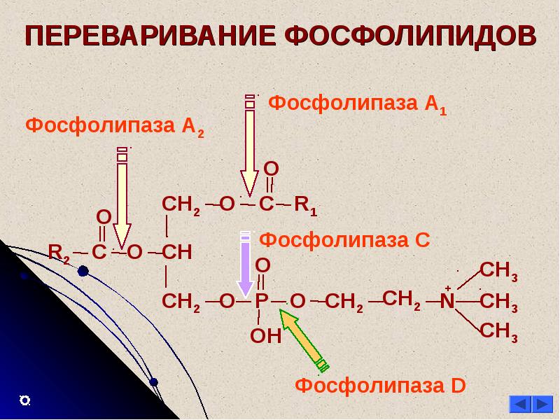 Фосфолипид фермент. Всасывание продуктов расщепления фосфолипидов. Переваривание фосфолипидов схема. Переваривание и всасывание пищевых фосфолипидов. Переваривание фосфолипидов биохимия.