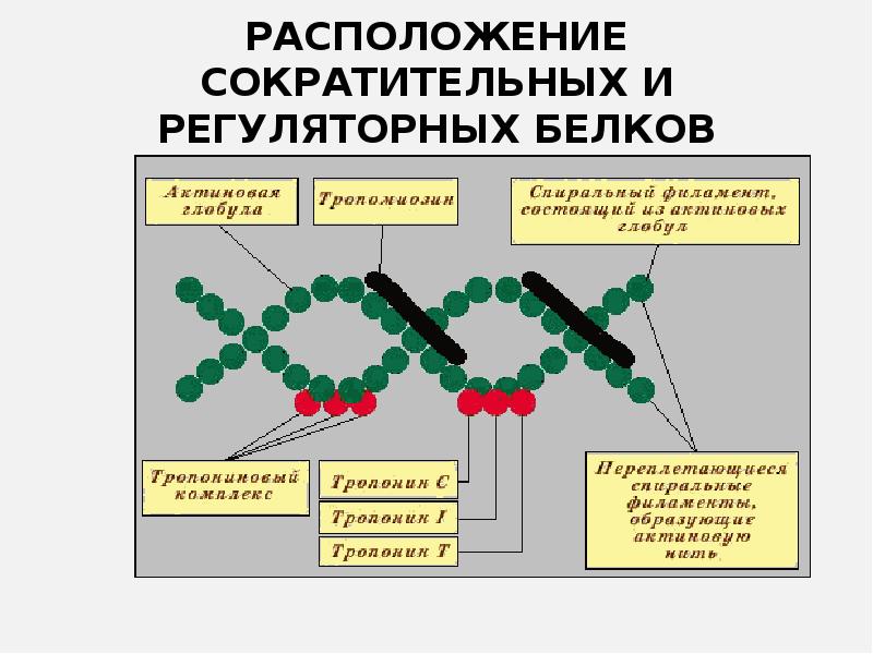 Сократительные белки выполняют