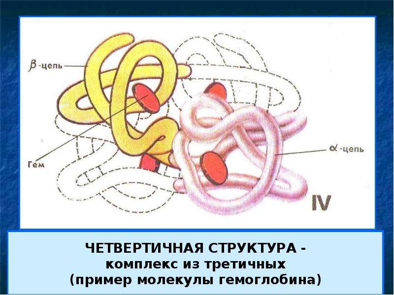 Четвертичная структура молекулы белка. Четвертичная структура гемоглобина схема. Четвертичная структура молекулы гемоглобина. Гемоглобин структура белка рисунок. Структура белковой молекулы гемоглобина.