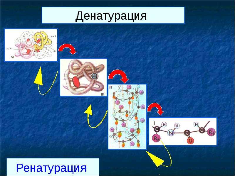 Денатурация және ақуыздардың түсті реакциялары презентация