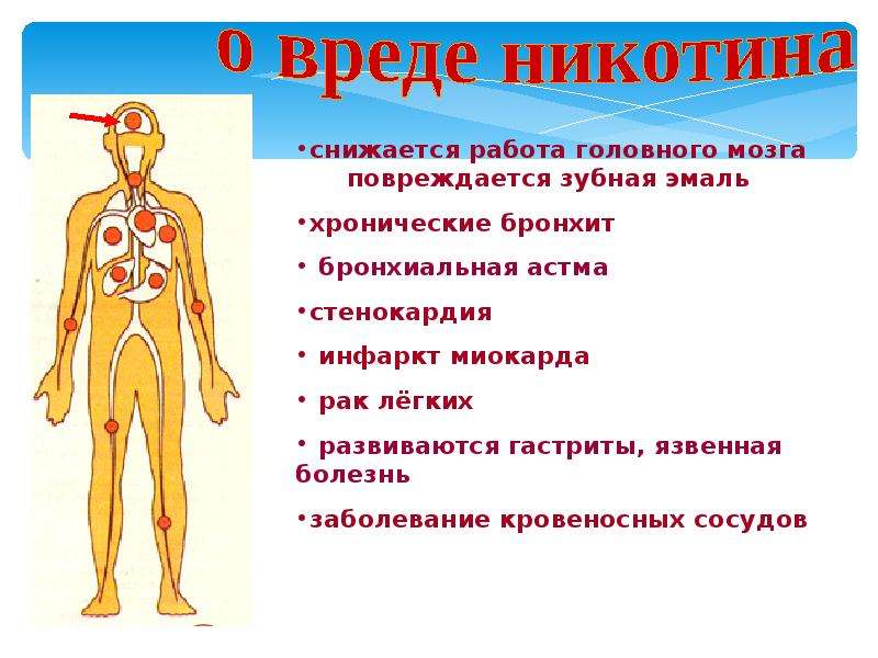 Вред здоровью при работе с цветами.