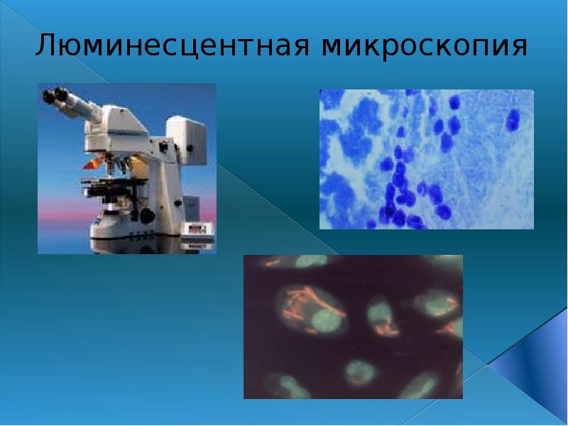 Люминесцентная микроскопия