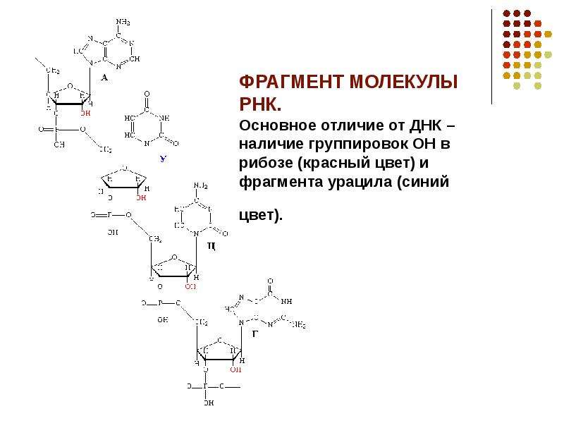 Днк содержит нуклеотид урацил. Фрагмент молекулы РНК. Фрагмент РНК формула. Фрагмент ДНК И РНК. Фрагмент молекулы ДНК.