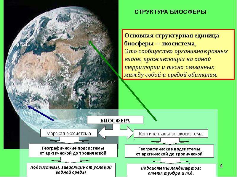 Учение о биосфере презентация 10 класс пономарева