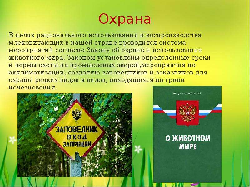 Охрана рационального использования. Охрана животного мира. Законодательство об охране животного мира. Охрана животного мира презентация. Закон об охране животных.