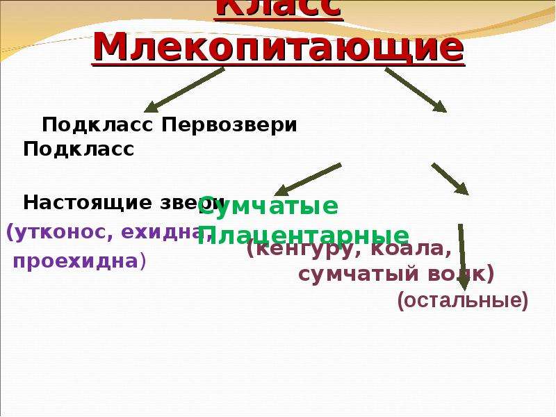 Экологические группы млекопитающих значение млекопитающих для человека презентация