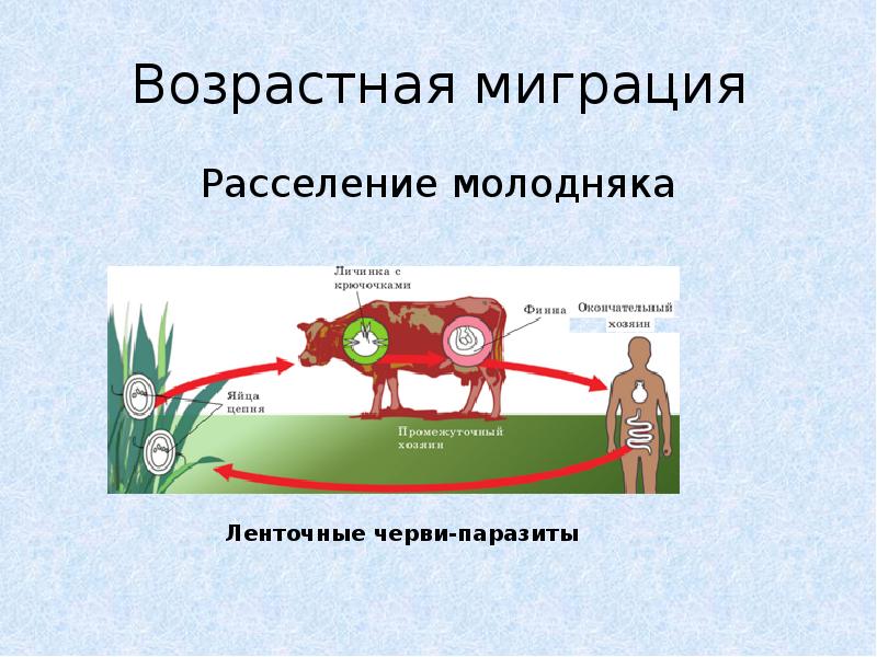 Презентация биология 7 класс ареалы обитания миграции закономерности размещения животных