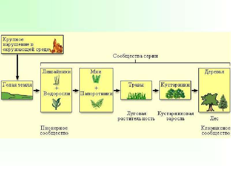 Экологическая сукцессия схема