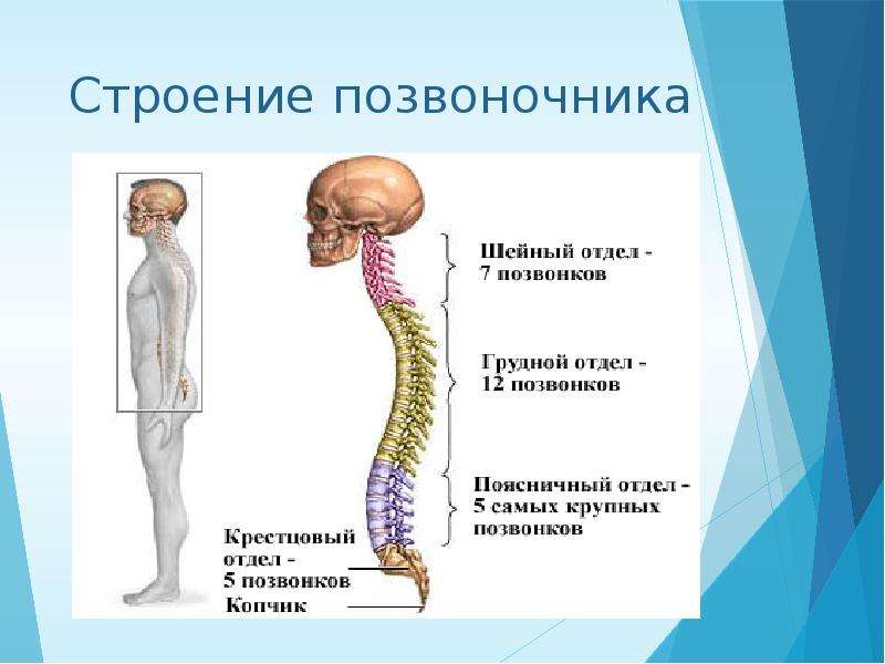 Презентация сколиоз у детей