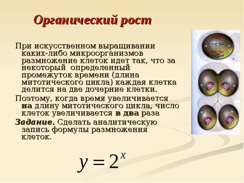 Органика ростов. Размножение клеток. Органический рост биология. Органическ й рост в биологии. Что такое органичный рост в биологии.