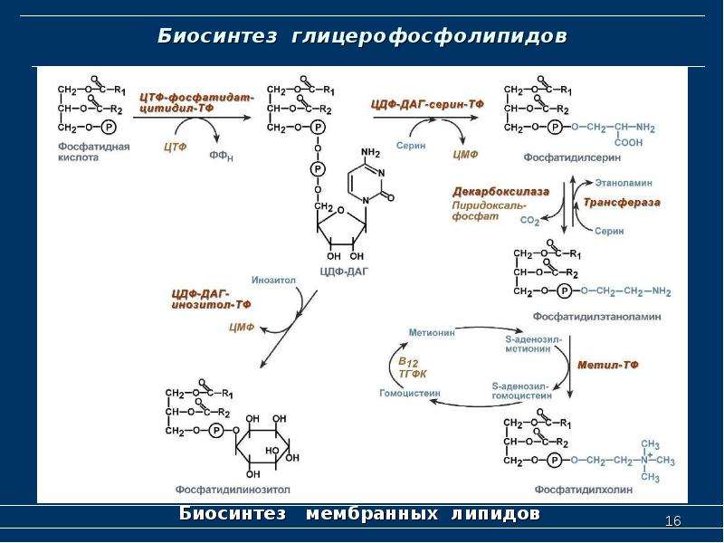 Синтез белка синтез липидов. Схема синтеза глицерофосфолипидов биохимия. Биосинтез триацилглицеролов биохимия. Синтез глицерофосфолипидов. Реакции синтеза глицерофосфолипидов.