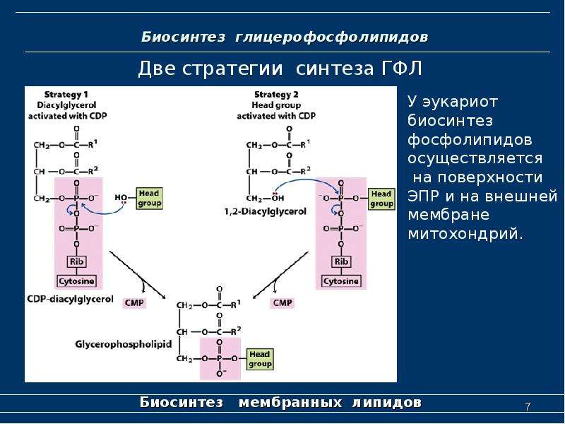 Схема синтеза глицерофосфолипидов биохимия