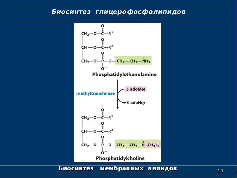 Липиды биохимия презентация