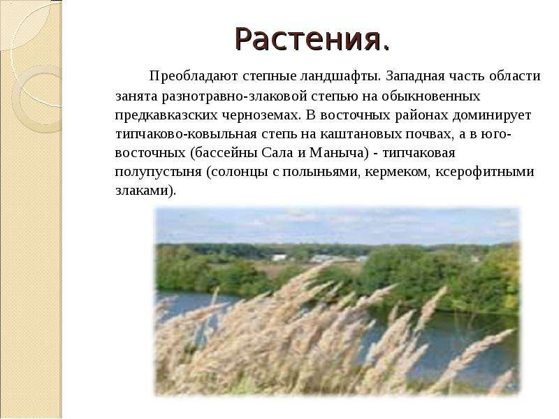 Преобладающие ландшафты. Растительность Степной зоны Ростовской области. Растительный мир степи в Ростовской области-. Природа Ростовской области описание. Преобладающая растительность в степи.