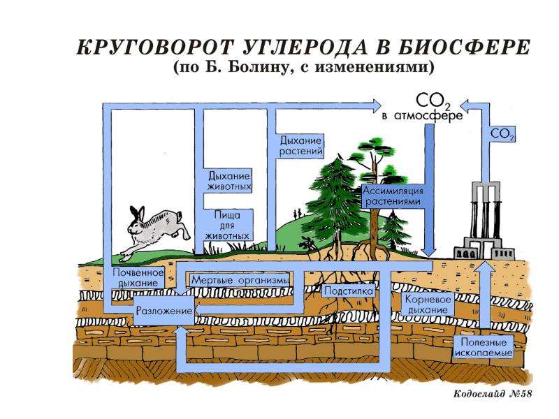 Круговорот веществ углерода схема