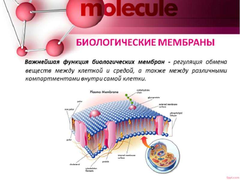 Реферат: Транспорт веществ через биологические мембраны