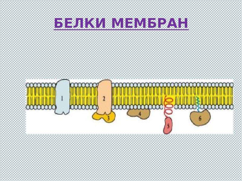 Биологические мембраны. Белки мембраны. Белки биологических мембран. Белки и белки мембран. В состав мембран входят белки.