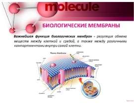 Биологические мембраны. Строение и состав мембран