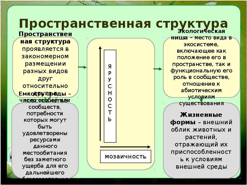 Экологические сообщества 11 класс. Видовая и пространственная структура экосистем. Пространственная структура животных. Таблица экологические сообщества 11 класс биология.