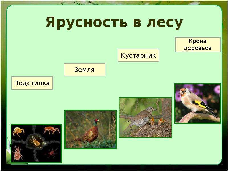 Экологическое сообщество презентация