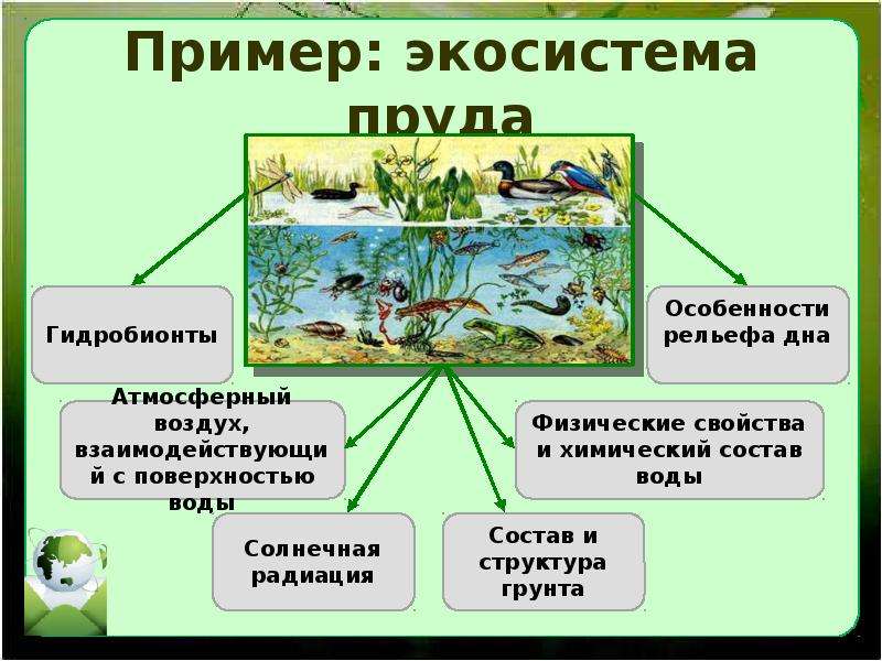 Экосистема пруда проект