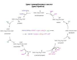 Цикл трикарбоновых кислот